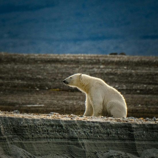 A lone polar bear rests on rocky terrain in the Arctic, symbolizing solitude and resilience.